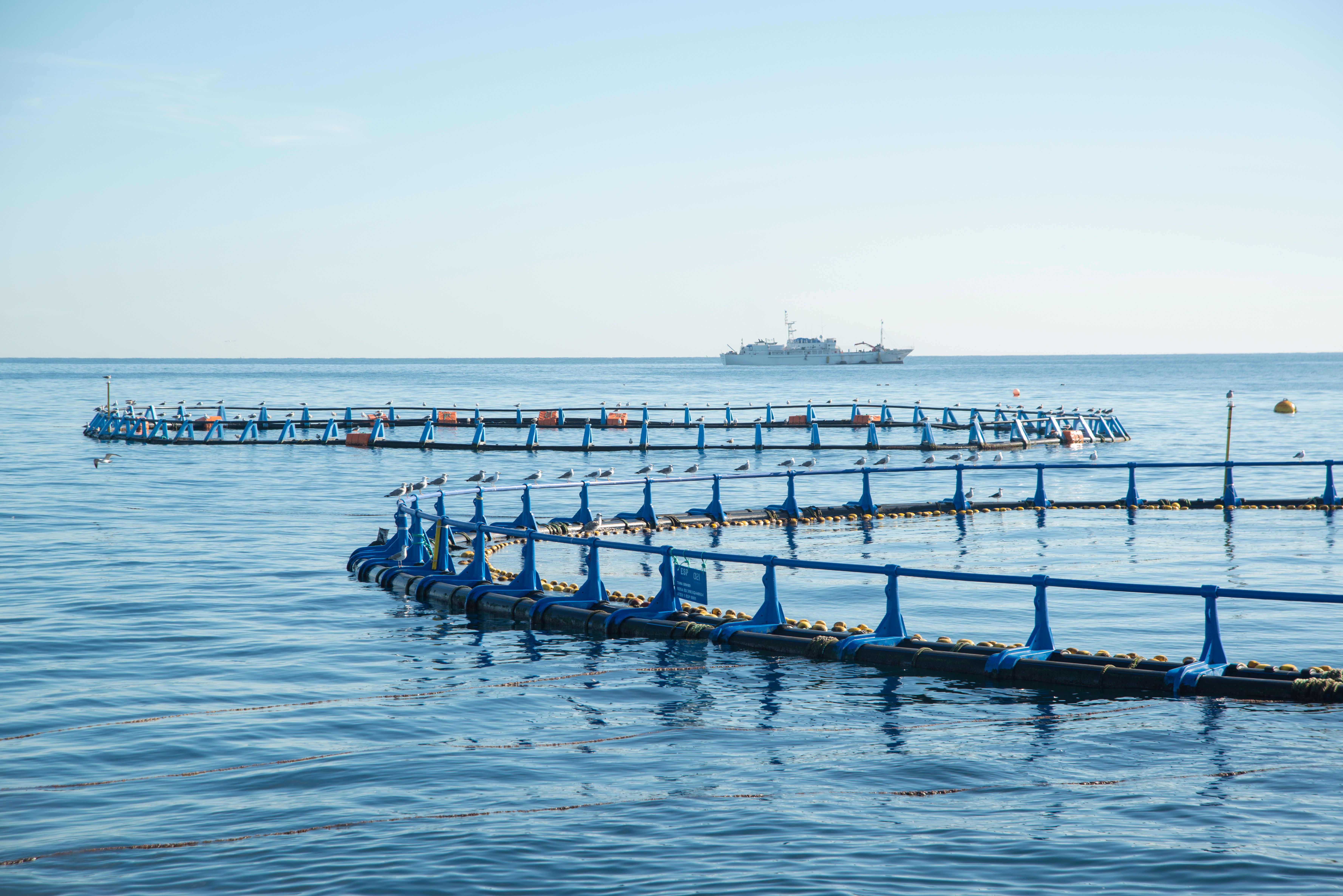 Photograph illustrating Aquaculture Technology, Engineering, Physiology and Smart Aquaculture