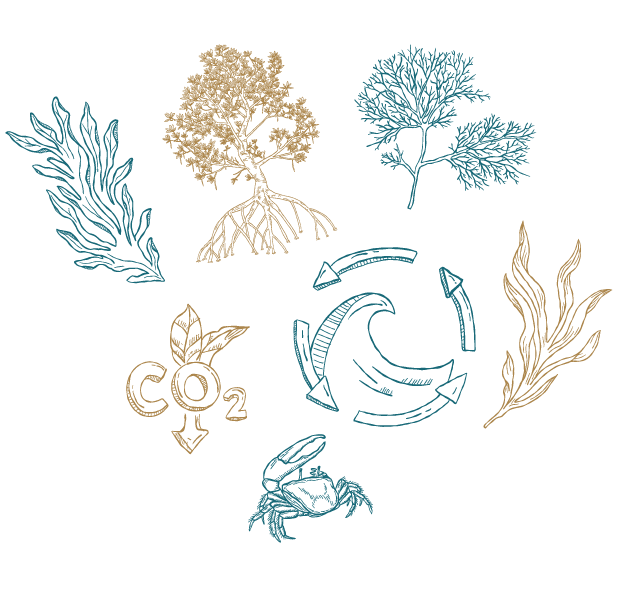 Blue Carbon and Circular Economy thematic illustration