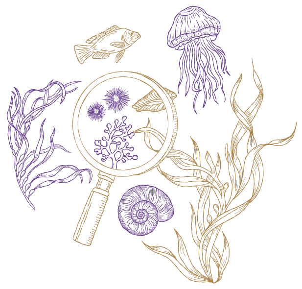 Aquatic Biology and Marine Ecology thematic illustration