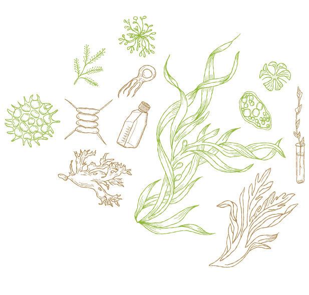 Aquatic Plant Research and Applications thematic illustration